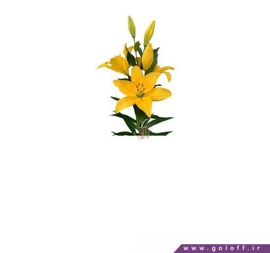 ارسال دسته گل - گل لیلیوم ال دیوو - Lilium | گل آف